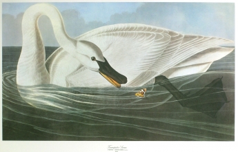 birds 12 - Trumpeter Swan, Cygnus Buccinator